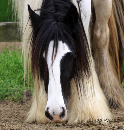 Luna, Shadow's half sister